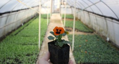 Giresun kendi serasında kendi çiçeğini üretiyor