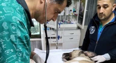 Hayvansever uyardı Bursa Büyükşehir kurtardı