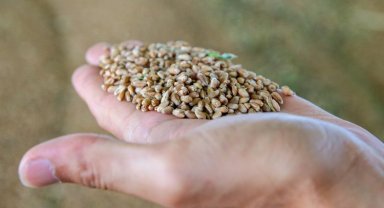 İstanbul Silivri'den 2023 paket 'milli hibrit' ayçiçek tohumu