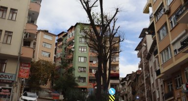 İzmit Belediyesi'nden ömrünü tamamlayan ağaçlara önlem
