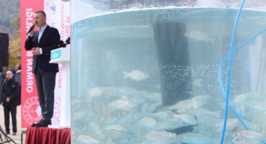 İzmit Körfezi'ne 6 bin balık salındı