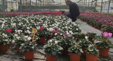 Kayseri Büyükşehir 1 ton tohumu toprakla buluşturdu