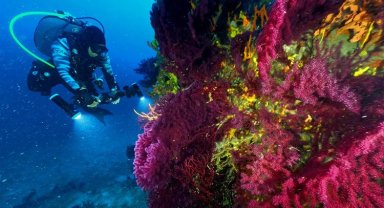 Kırmızı mercanlar dünyaya tanıtılacak