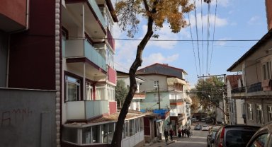 Kocaeli İzmit'te tehlike arz eden ağaçlar için önlem alacak