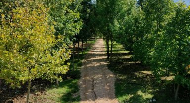 Kocaeli Kartepe'de mesire alanında çalışmalar sürüyor