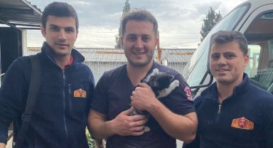 Kocaeli'de duvara sıkışan yavru kediyi itfaiye kurtardı
