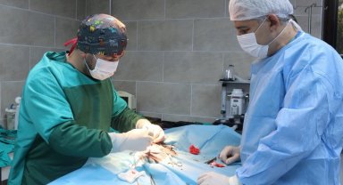 Kocaeli'de kaza geçiren köpek hayata tekrar bağlandı