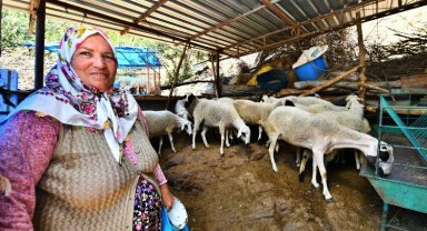 Koyun desteği meyvesini veriyor! Umut sürüsü büyüyor