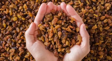 Kuru üzümde sezon güzel geçecek