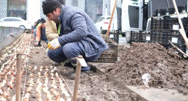 Kütahya kış bitkileriyle renklendi