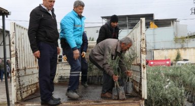 Manisa Gördes'te üreticilere 14 bin 100 zeytin fidanı