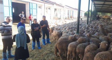 Manisa'da 500 damızlık koç desteği hazırlığı