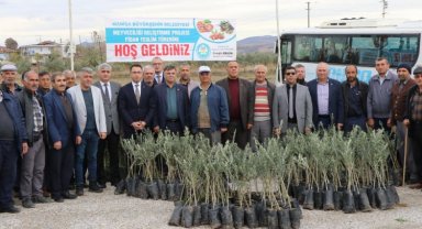 Manisa'da 72 bin 700 zeytin fidanı dağıtılacak