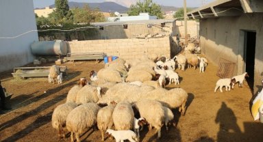 Mardin'de 'kuzulu işletmeler' üretime yüzde 50 verim sağladı