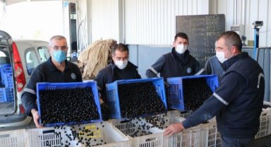 Marmarabirlik zeytin alım fiyatlarını güncelledi