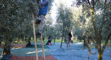 Marmarabirlik'ten zeytin üreticisine ikinci ödeme