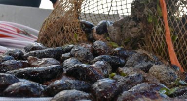 Müsilajın çaresi deniz patlıcanı