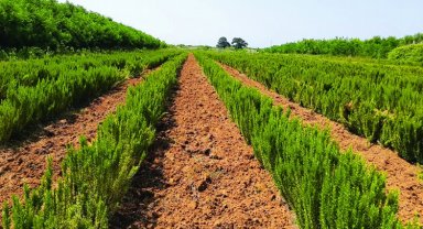 Sakarya'da biberiye üretimi 12 tona ulaştı