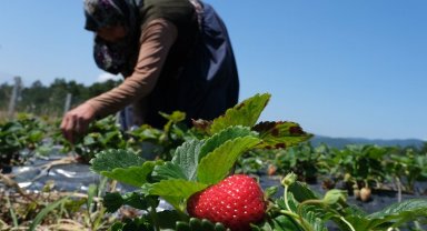 Sakarya'da çilek üretimi 3 katına çıktı