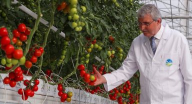 Sakarya'dan model projede 4 ayda 550 ton domates