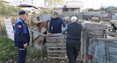 Samsun İlkadım'da ahırlara zabıta müdahalesi