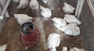 Şanlıurfa'daki sıcaklık ortamında kanatlı hayvanların verimini arttıracak proje