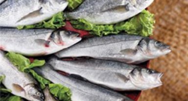 Su ürünleri ihracatında rekor yılı