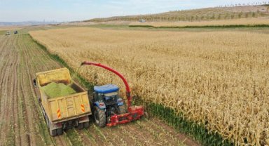 Tarım Kampüsü'nde silajlık mısır hasadı sevinci