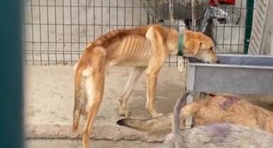 Tarım ve Orman'dan Konya açıklaması