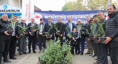 'Yeşil Bursa' maviyemişte de iddialı