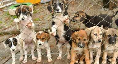 9 bin 500 sokak hayvanı sağlığına kavuştu