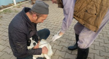 Bilecik Pazaryeri'nde ev hayvanlarına mikroçip takılıyor