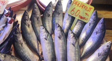 Bursa Mudanya'da balık tezgahlarında çeşitler arttı