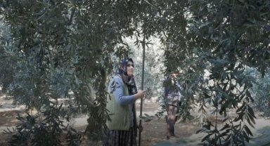 Bursa Mustafakemalpaşa'da günlük 25 ton zeytin toplanıyor