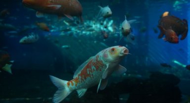 Bursa Yıldırım'da tünel akvaryuma yoğun ilgi