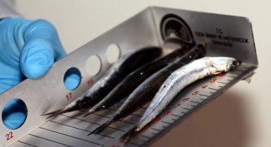 Bursa'da usulsüz avlanan bin 361 kilogram balığa el konuldu