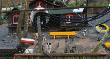 Can dostlara 5 yıldızlı yeni yuva