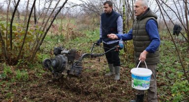 Fındık bahçelerinin altı yem deposu