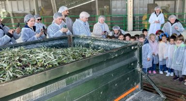 İspanyollardan Türk zeytin zeytinyağına yoğun ilgi