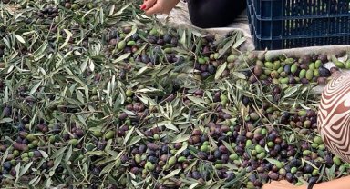 İzmir Şirince'de hem tatil, hem de zeytin hasadı deneyimi