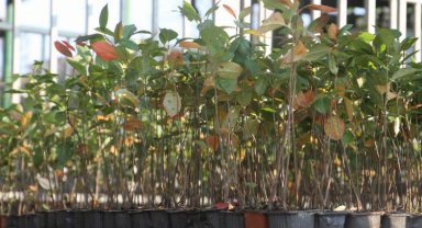 İzmit'te hibe destekli 'süper meyve' fidanları dağıtıldı