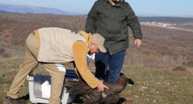 Kara akbaba özgürlüğe kanat çırptı