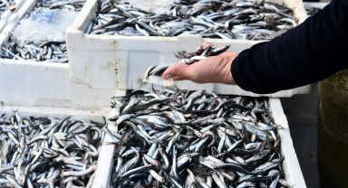 Kasım ayının şampiyonu hamsi