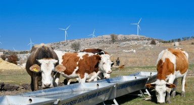 Kayseri'de hayvancılığa 'büyük' yatırım