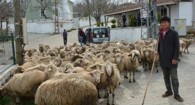 Keşan ve çevresinde yabancı çobanlar revaçta!