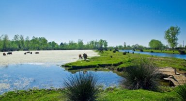 Kızılırmak Deltası'na ziyaretçi akını