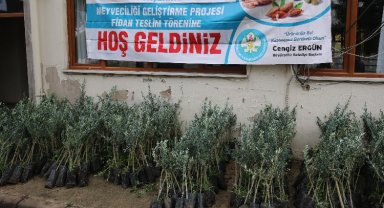 Manisa Salihli'de zeytin fidanları üreticilere teslim edildi