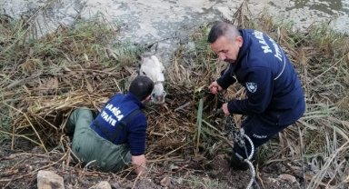 Manisa'da dereye düşen atı itfaiye kurtardı