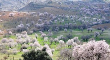 Mardin' de 48'i endemik bitki var