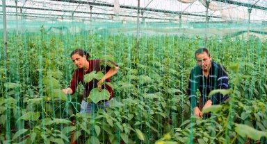Örtü altı üreticilerine can suyu